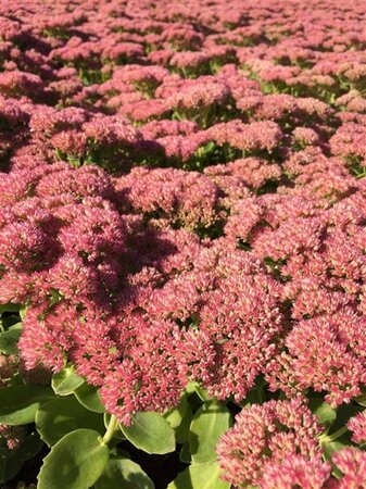 Sedum 'Herbstfreude' =  'Autumn Joy' geen maat specificatie 0,55L/P9cm - afbeelding 5