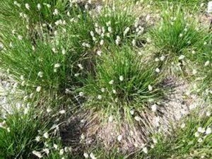 Sesleria heufleriana geen maat specificatie 0,55L/P9cm - afbeelding 3