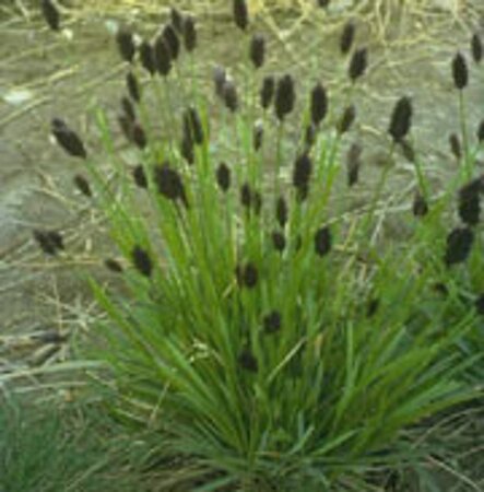 Sesleria heufleriana geen maat specificatie 0,55L/P9cm - afbeelding 4