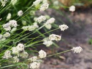 Sesleria heufleriana geen maat specificatie 0,55L/P9cm - afbeelding 5
