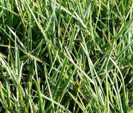 Sesleria heufleriana geen maat specificatie 0,55L/P9cm - afbeelding 6