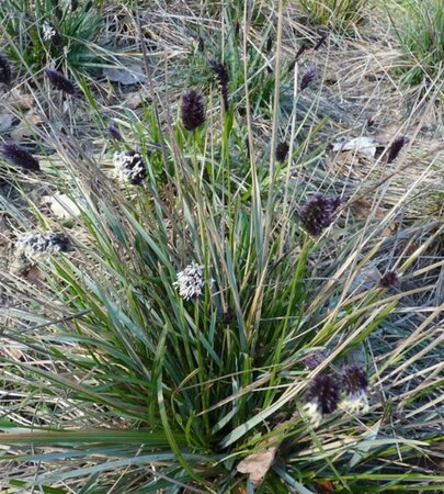 Sesleria heufleriana geen maat specificatie 0,55L/P9cm - afbeelding 7