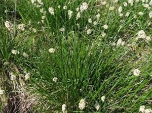 Sesleria heufleriana geen maat specificatie 0,55L/P9cm - afbeelding 7