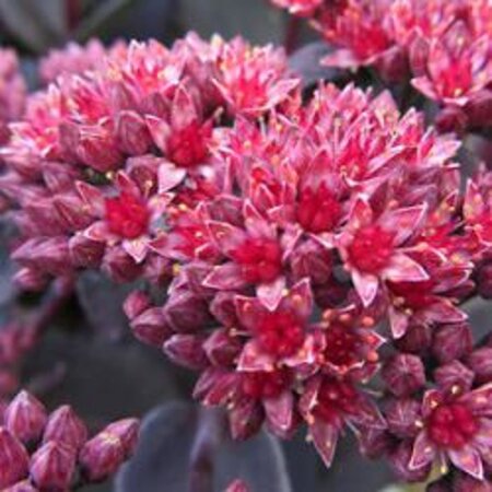 Sedum 'José Aubergine' geen maat specificatie 0,55L/P9cm - afbeelding 3