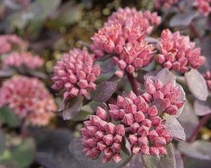 Sedum 'José Aubergine' geen maat specificatie 0,55L/P9cm