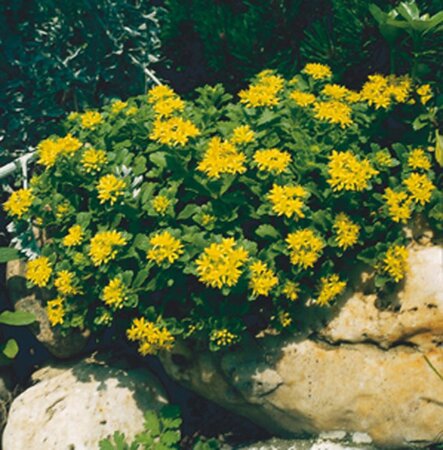 Sedum kamtschaticum geen maat specificatie 0,55L/P9cm - afbeelding 2