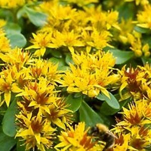 Sedum kamtschaticum geen maat specificatie 0,55L/P9cm - afbeelding 3