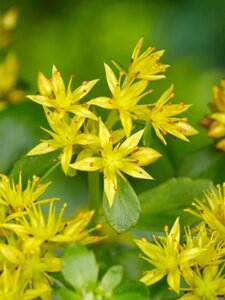 Sedum kamtschaticum geen maat specificatie 0,55L/P9cm - afbeelding 4