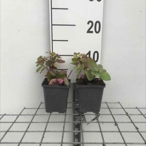 Sedum 'Matrona' geen maat specificatie 0,55L/P9cm - afbeelding 4