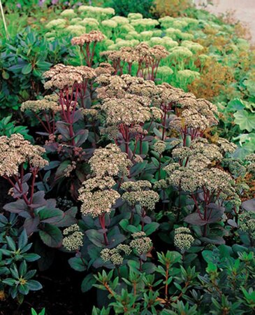 Sedum 'Matrona' geen maat specificatie 0,55L/P9cm - afbeelding 6