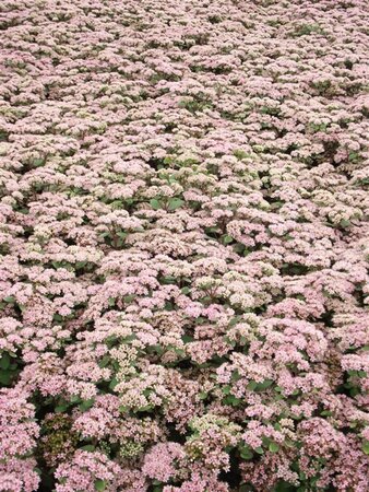 Sedum 'Matrona' geen maat specificatie 0,55L/P9cm - afbeelding 7