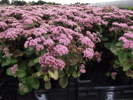 Sedum 'Matrona' geen maat specificatie 0,55L/P9cm - afbeelding 4