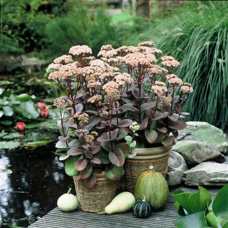 Sedum 'Matrona' geen maat specificatie 0,55L/P9cm - afbeelding 4