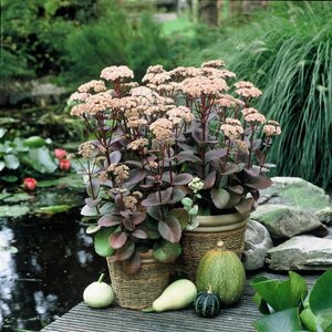 Sedum 'Matrona' geen maat specificatie 0,55L/P9cm - afbeelding 4