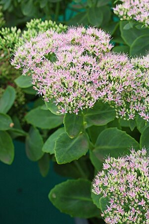 Sedum 'Mr Goodbud' geen maat specificatie 0,55L/P9cm - afbeelding 1