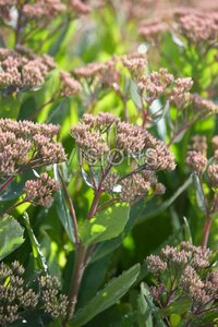 Sedum 'Mr Goodbud' geen maat specificatie 0,55L/P9cm - afbeelding 3