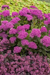 Sedum 'Mr Goodbud' geen maat specificatie 0,55L/P9cm - image 2