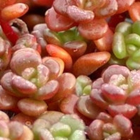 Sedum oreganum geen maat specificatie 0,55L/P9cm - afbeelding 1