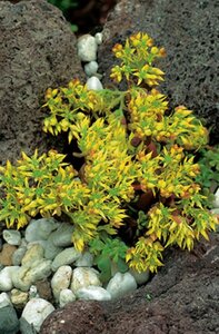 Sedum oreganum geen maat specificatie 0,55L/P9cm - afbeelding 2