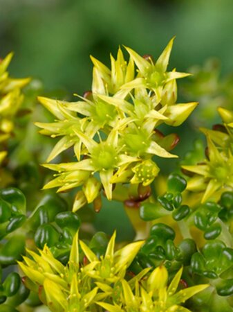Sedum oreganum geen maat specificatie 0,55L/P9cm - afbeelding 3