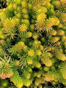 Sedum reflexum 'Angelina' geen maat specificatie 0,55L/P9cm - afbeelding 5