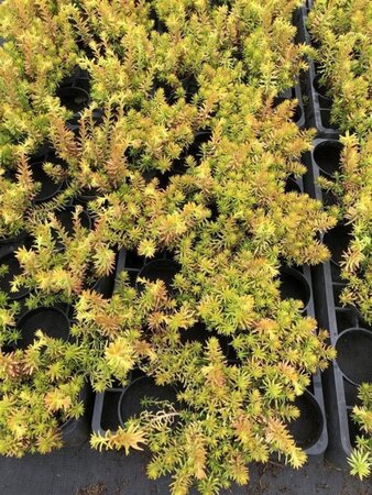 Sedum reflexum 'Angelina' geen maat specificatie 0,55L/P9cm - afbeelding 4