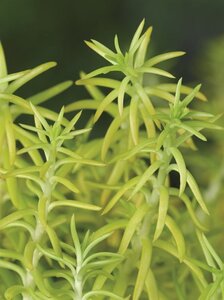 Sedum reflexum 'Angelina' geen maat specificatie 0,55L/P9cm - afbeelding 7