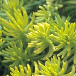 Sedum reflexum 'Angelina' geen maat specificatie 0,55L/P9cm - afbeelding 8