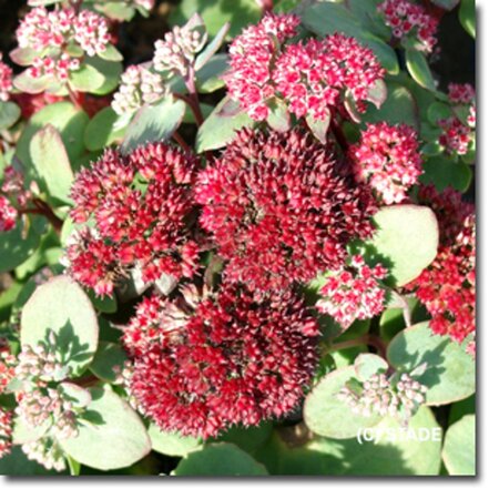 Sedum 'Red Cauli' geen maat specificatie 0,55L/P9cm - afbeelding 2