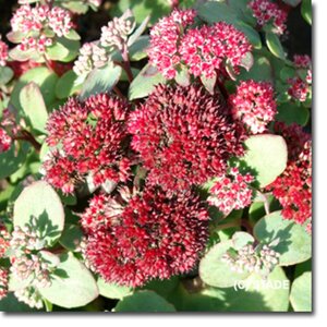 Sedum 'Red Cauli' geen maat specificatie 0,55L/P9cm - afbeelding 2