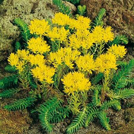 Sedum reflexum geen maat specificatie 0,55L/P9cm - afbeelding 5
