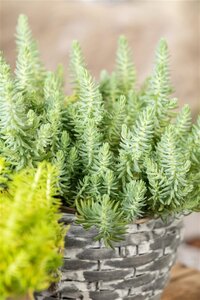Sedum reflexum geen maat specificatie 0,55L/P9cm - afbeelding 2