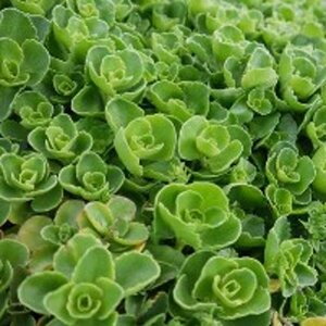 Sedum spurium 'Album' geen maat specificatie 0,55L/P9cm - afbeelding 1