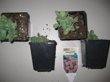 Sedum spectabile 'Brillant' geen maat specificatie 0,55L/P9cm - afbeelding 13