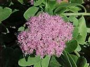Sedum spectabile 'Brillant' geen maat specificatie 0,55L/P9cm - afbeelding 12