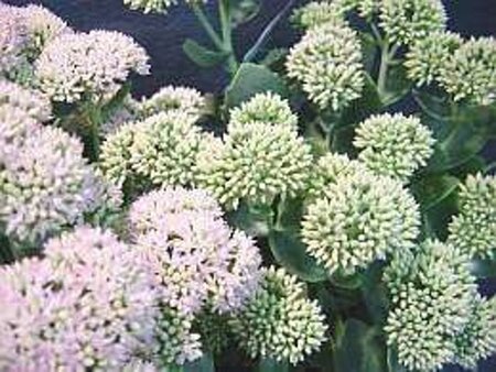Sedum spectabile 'Brillant' geen maat specificatie 0,55L/P9cm - afbeelding 11