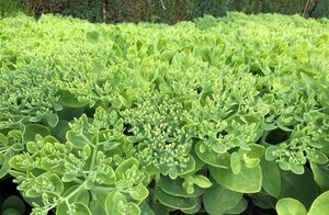 Sedum spectabile 'Brillant' geen maat specificatie 0,55L/P9cm - afbeelding 10