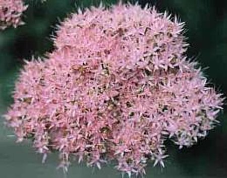 Sedum spectabile 'Brillant' geen maat specificatie 0,55L/P9cm - afbeelding 9