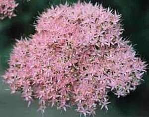 Sedum spectabile 'Brillant' geen maat specificatie 0,55L/P9cm - afbeelding 9