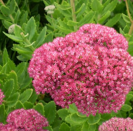 Sedum spectabile 'Brillant' geen maat specificatie 0,55L/P9cm - afbeelding 5