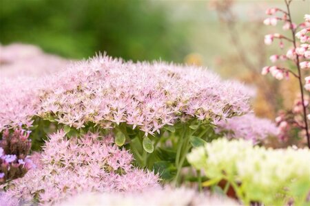 Sedum spectabile 'Brillant' geen maat specificatie 0,55L/P9cm - afbeelding 8