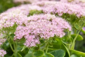Sedum spectabile 'Brillant' geen maat specificatie 0,55L/P9cm - afbeelding 7