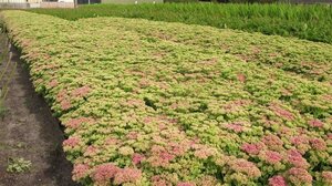 Sedum spectabile 'Brillant' geen maat specificatie 0,55L/P9cm - afbeelding 2