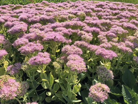Sedum spectabile 'Brillant' geen maat specificatie 0,55L/P9cm - afbeelding 6