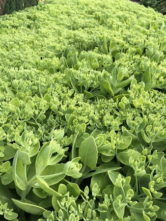 Sedum spectabile 'Brillant' geen maat specificatie 0,55L/P9cm - afbeelding 5