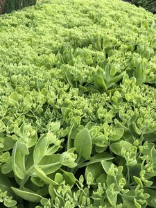 Sedum spectabile 'Brillant' geen maat specificatie 0,55L/P9cm - afbeelding 5