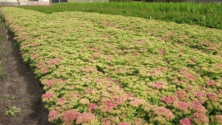 Sedum spectabile 'Brillant' geen maat specificatie 0,55L/P9cm - afbeelding 4