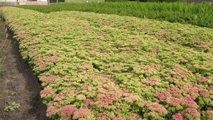 Sedum spectabile 'Brillant' geen maat specificatie 0,55L/P9cm - afbeelding 4