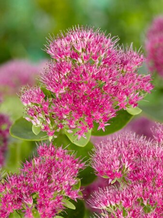 Sedum spectabile 'Brillant' geen maat specificatie 0,55L/P9cm - afbeelding 4