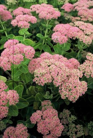 Sedum spectabile 'Brillant' geen maat specificatie 0,55L/P9cm - afbeelding 3